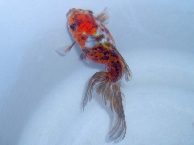 我が家の金魚たち 病気 治療
