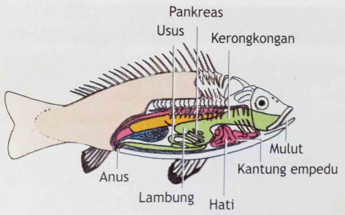 MAKALAH IKHTIOLOGI SISTEM PERNAPASAN DAN PENCERNAAN PADA IKAN