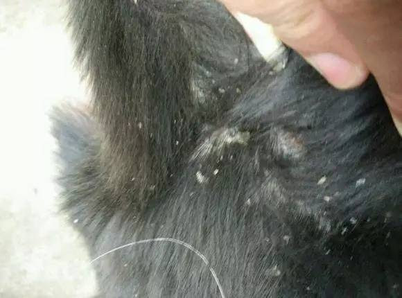 狗狗皮屑增多不可忽视 干燥的冬天患上皮肤病就糟了