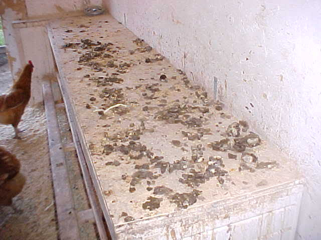 new to chicken keeping. So far, I’ve avoided the smelly coop ...
