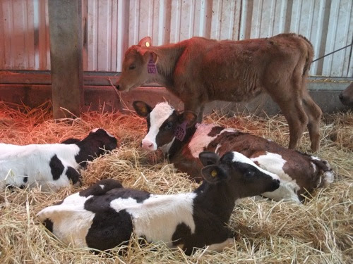 calves calves