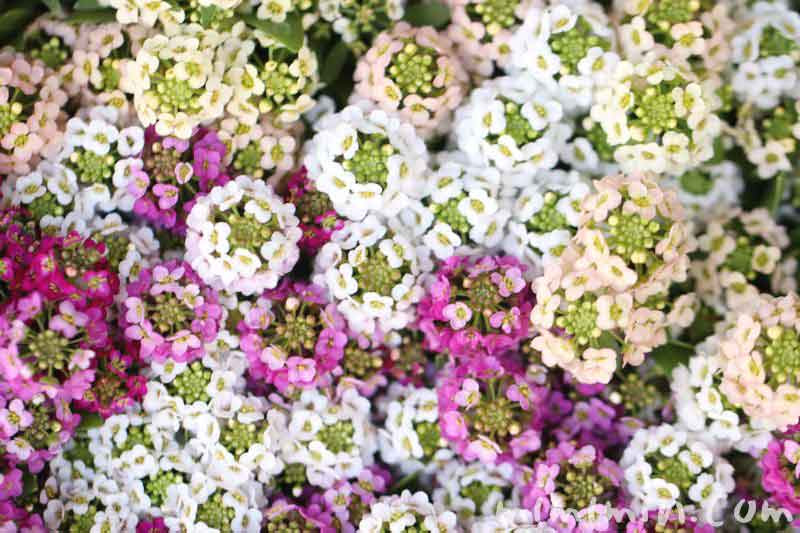アリッサム スイート アリッサム の花言葉 名前の由来 誕生花 みみみんブログ