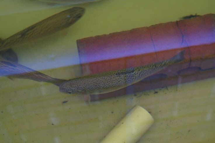 Trout in the aquaponics system | Aquaponics | Pinterest