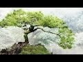 Bonsai Trees / 54 Pictures of Bonsai Trees (by Style and Shape) / Bonsai ~ dasu & imported pottery.