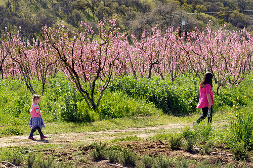 Stroll Among the Blossoms