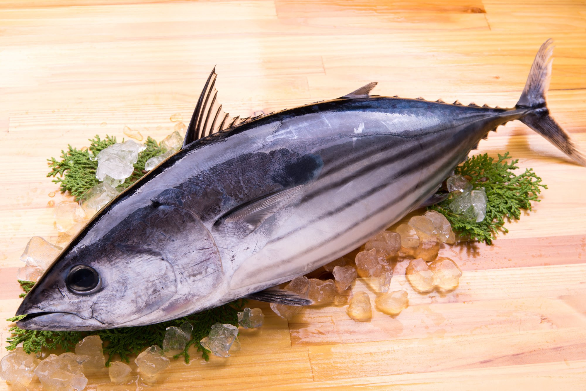 旬は年2回 かつおは獲れる時期によって味が違う かつお生節 通販 長崎県五島列島 テル鮮魚 公式通販ホームページ