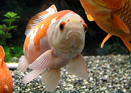 三匹の菌魚と拾丸の成長 金魚