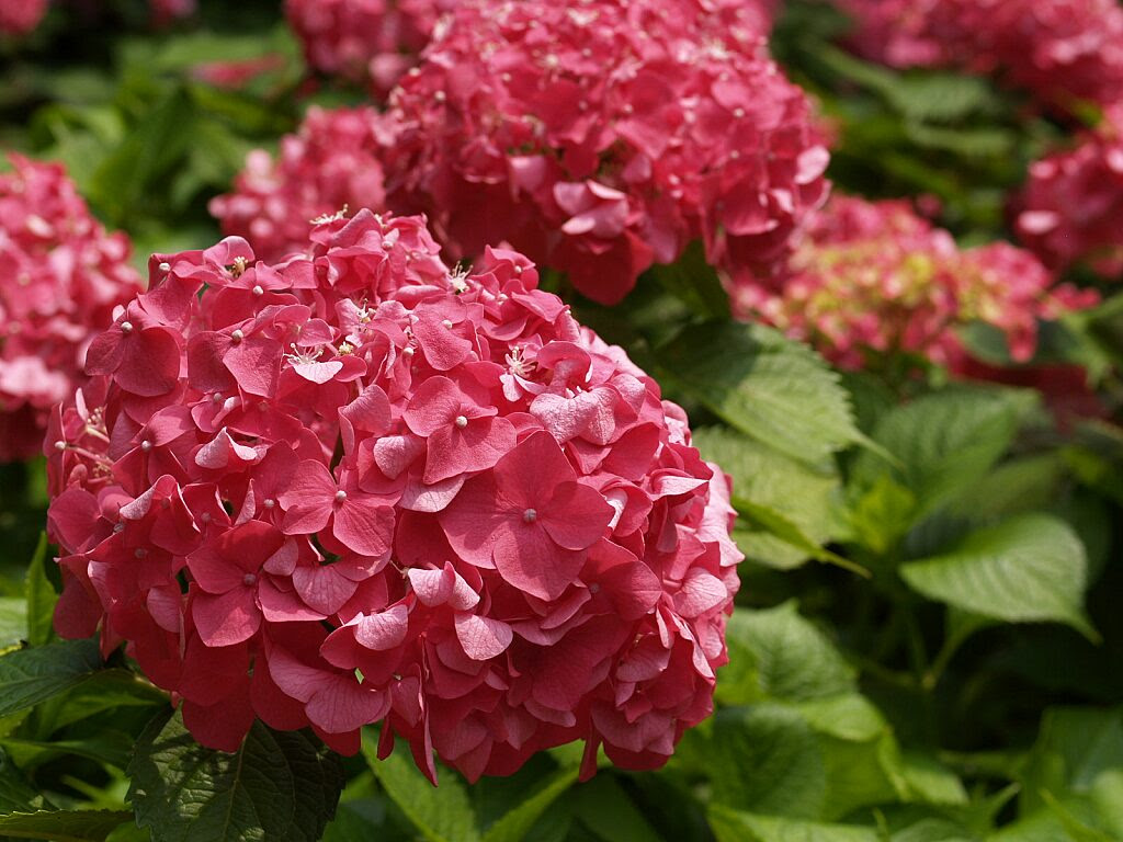 フリー植物素材 花木 アジサイ ロシタ ヤエ素材