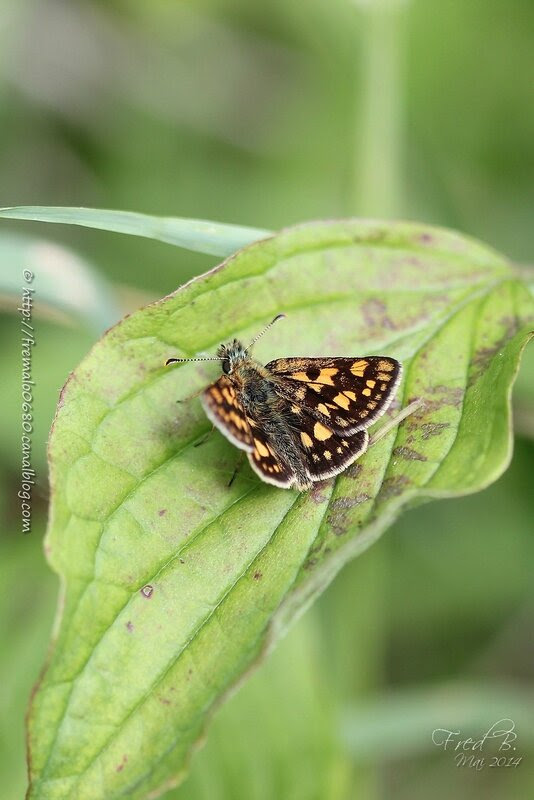 Carterocephalus palaemon