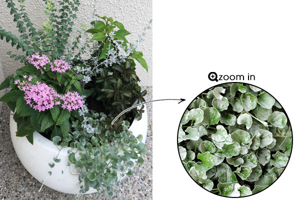 寄せ植えに使いやすいカラーリーフ28選 植木鉢で育てるときのポイントも 植木鉢ナビ