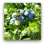 blueberry button