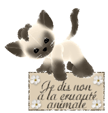 chat