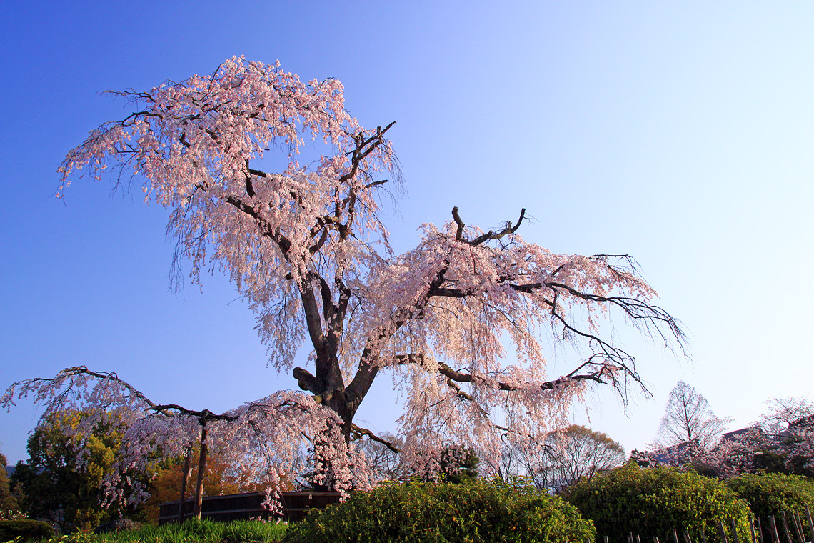 円山公園 祇園枝垂桜 京都府京都市