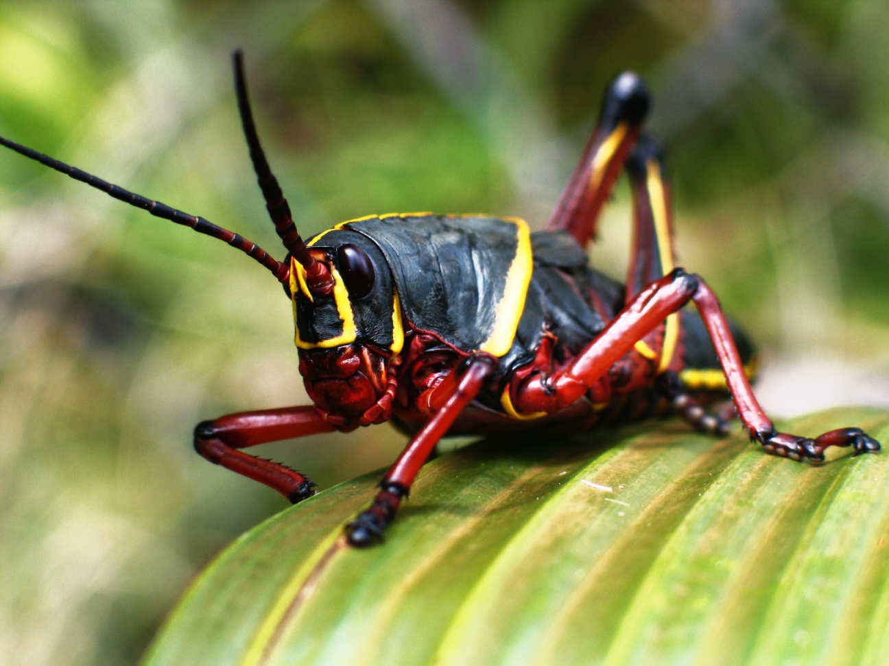Schistocerca Americana Nymph
