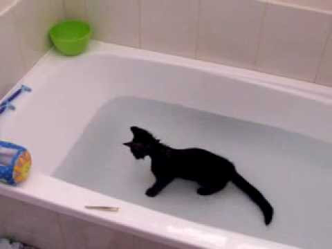Crazy cat  loves water On IM3
