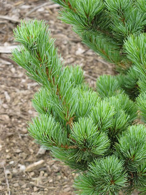 Wednesday, november 10, 2021 3:30 pm. Aoi Japanese White Pine (Pinus parviflora 'Aoi') in Kansas
