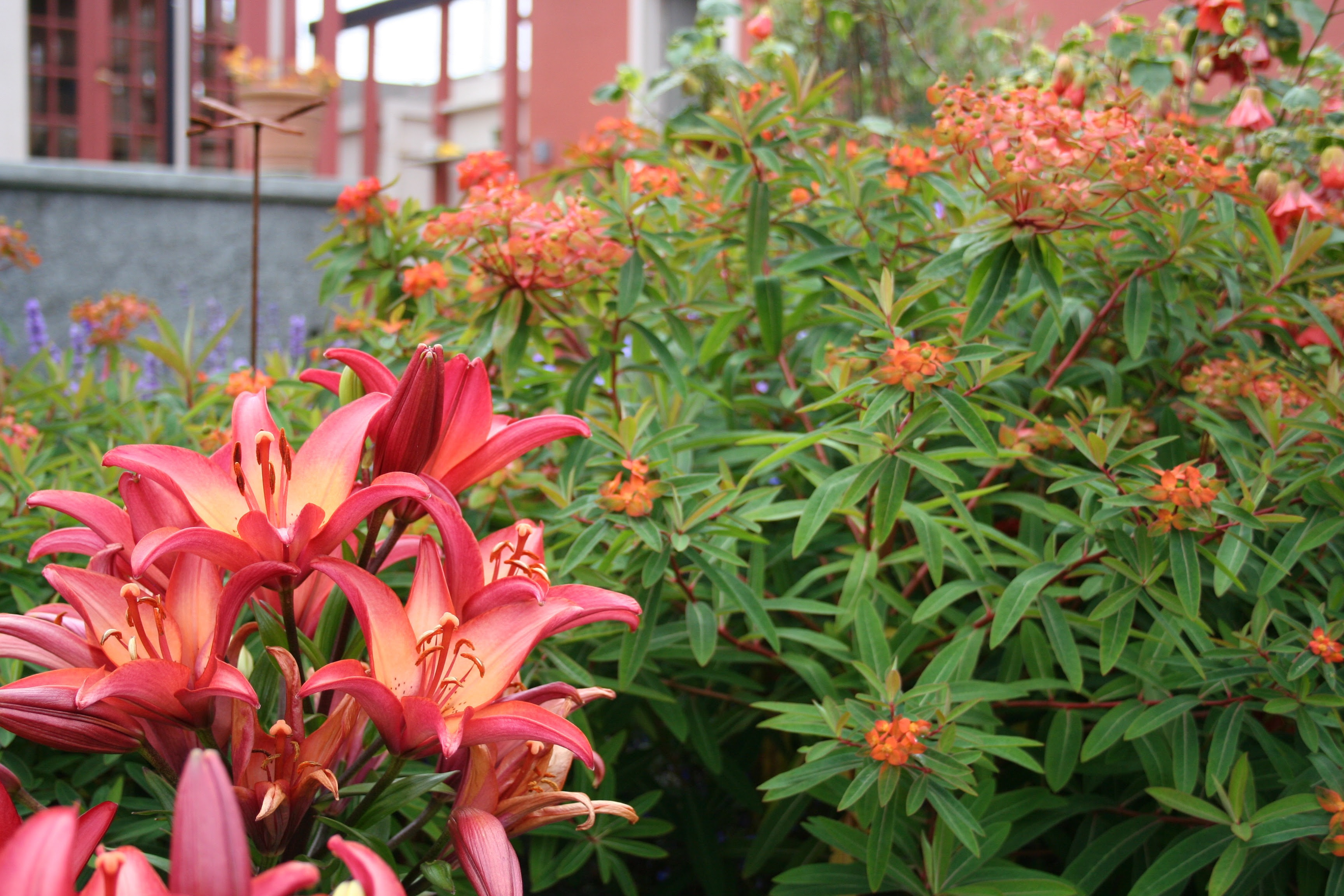 Mediterranean Garden Design How To Create A Tuscan Garden North