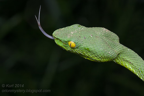 Trimeresurus fucatus IMG_4811 copy