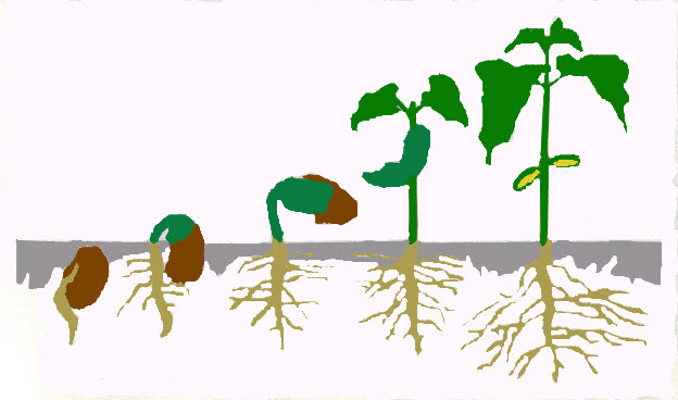 Asexual And Sexual Reproduction In Plants Jennifer C