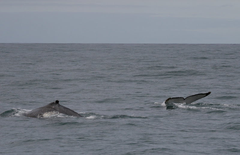 Mother and calf whales
