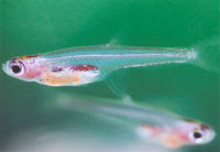 珍カラ大好きのホームページ