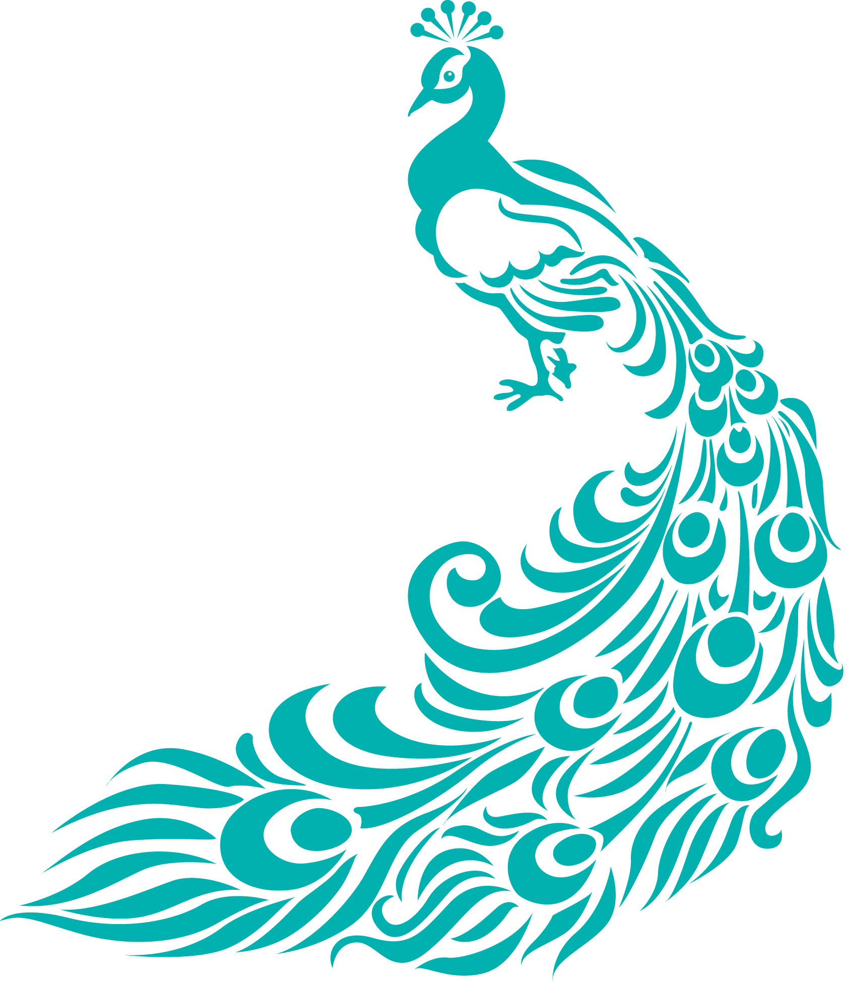 Download Peacock Images Free - ClipArt Best