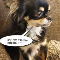 チワワがうちにやって来た チワワブログ