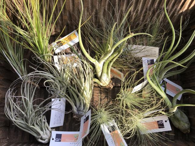 エアープランツ 多肉植物ほか新入荷 インテリアグリーンとギフト プランツコーディネイトのアジアック