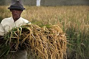 Gaya Terbaru 39+ Gambar Produksi Pertanian