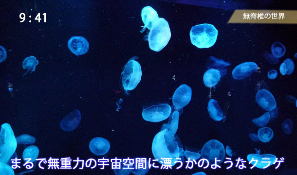 常時7種類以上のクラゲを展示 京都水族館チャンネル