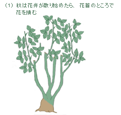バラの剪定