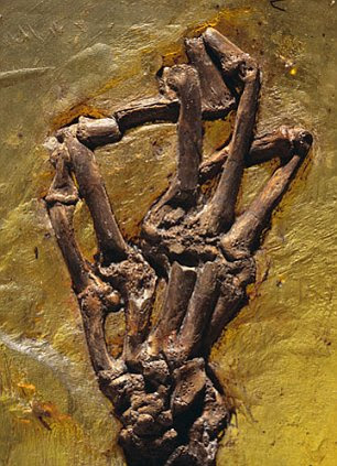 Keajaiban Dunia Ke-8 "Darwinius Masillae Ida"