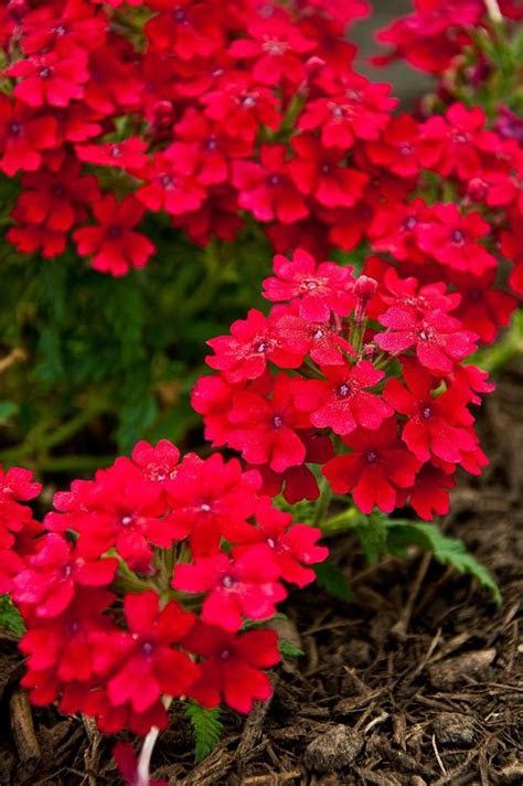 Like most animals, they have their favorite plants and those they tend to avoid. 26 Flowers That Bloom All Year Round | Permanent Flowering
