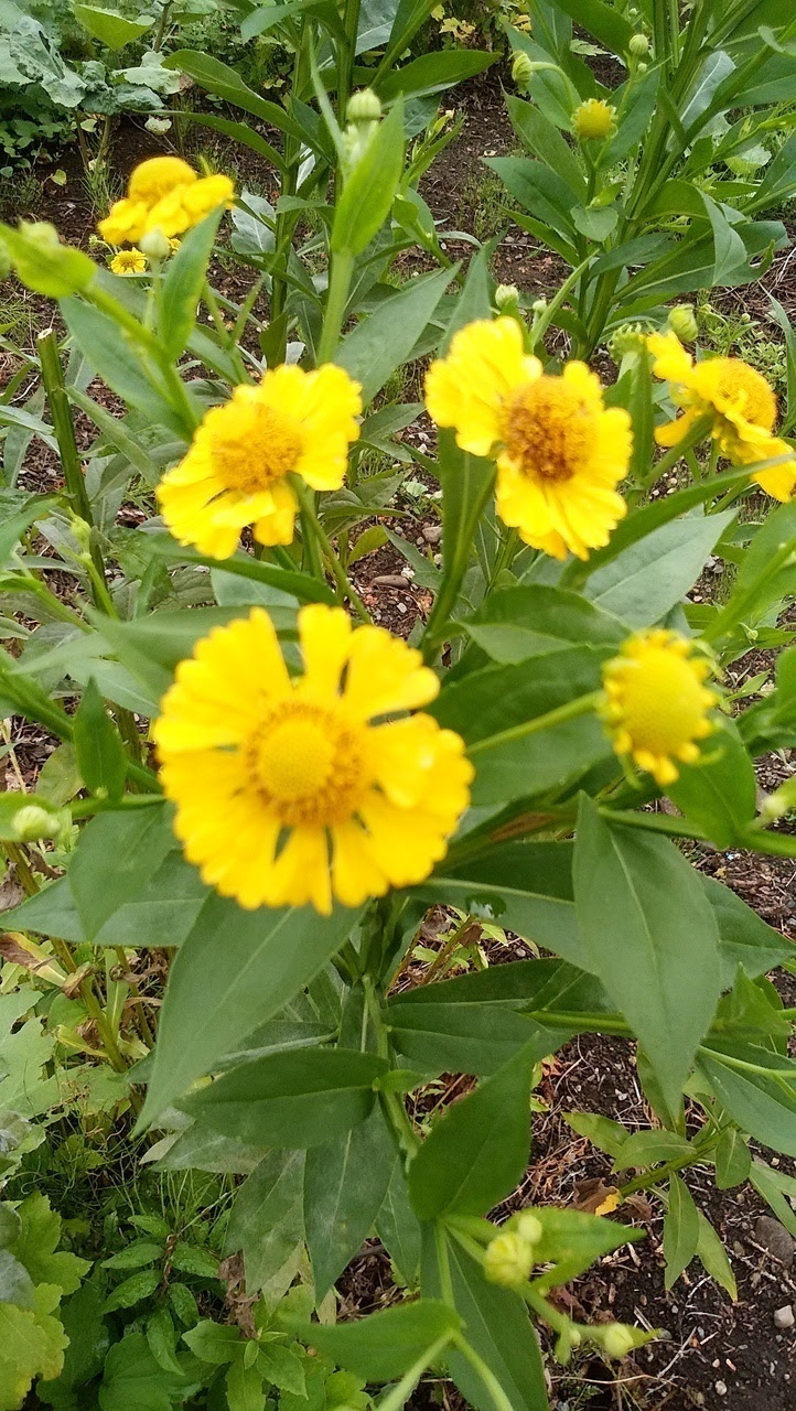 この花の名前はなんですか 図鑑 Jp