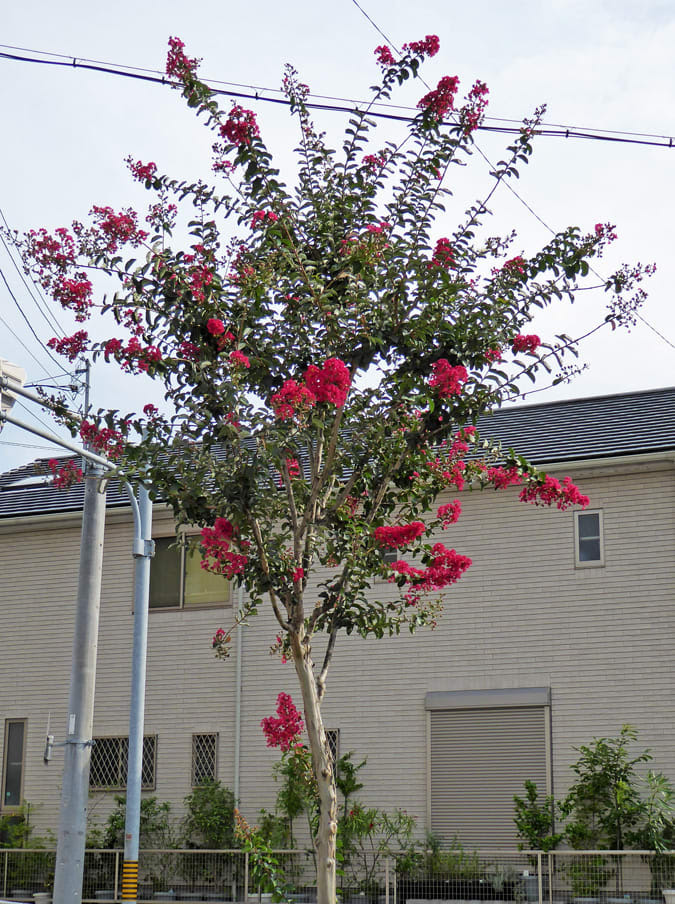 夏 街路樹の花 サルスベリ 名峰登山と草花