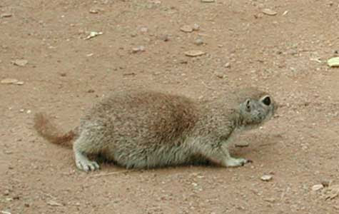 Roundtail Ground Squirrel in the Sonoran Desert