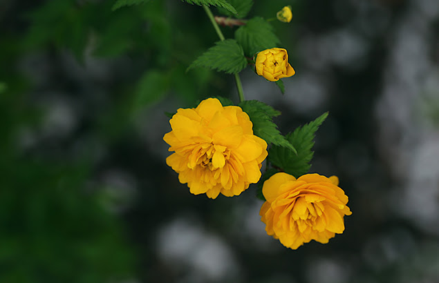 やえやまぶき 八重山吹 Kerria Japonica Cv Plena ウロウロ よろよろ フラフラ