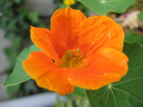 Nasturtium