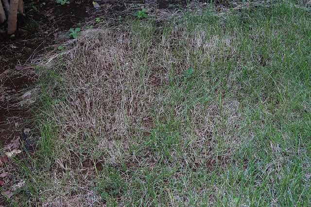 私は このように 芝生の手入れ に失敗しました 甘い考えでした ときめきの秘密基地