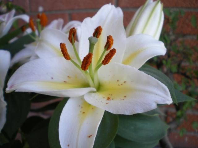 http://flowerpicturegallery.com/d/7536-2/garden+white+lilies+flowers.jpg