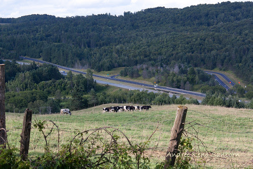 A Herd of Cows in Lyndonville-1.jpg