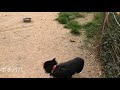 いろいろ 情動 障害 犬 334797