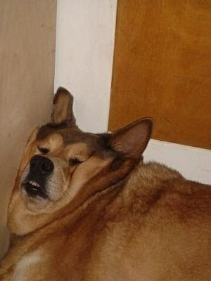 鬼との決戦で犬が腰を抜かしてかなりヤバイ せ 狭いワンへのボケ ボケて Bokete