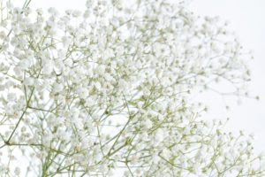 坪井花苑コラム 7月7日は七夕だけじゃない かすみ草の日 Tsuboikaen 坪井花苑 名古屋市中区の老舗花屋