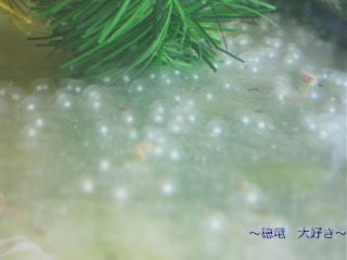 穂竜 穂竜の卵 穂竜 大好き