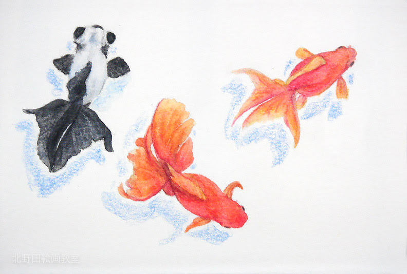 水彩色鉛筆の描き方 使い方 Vol 3 葉書サイズ 金魚編 北野田絵画教室