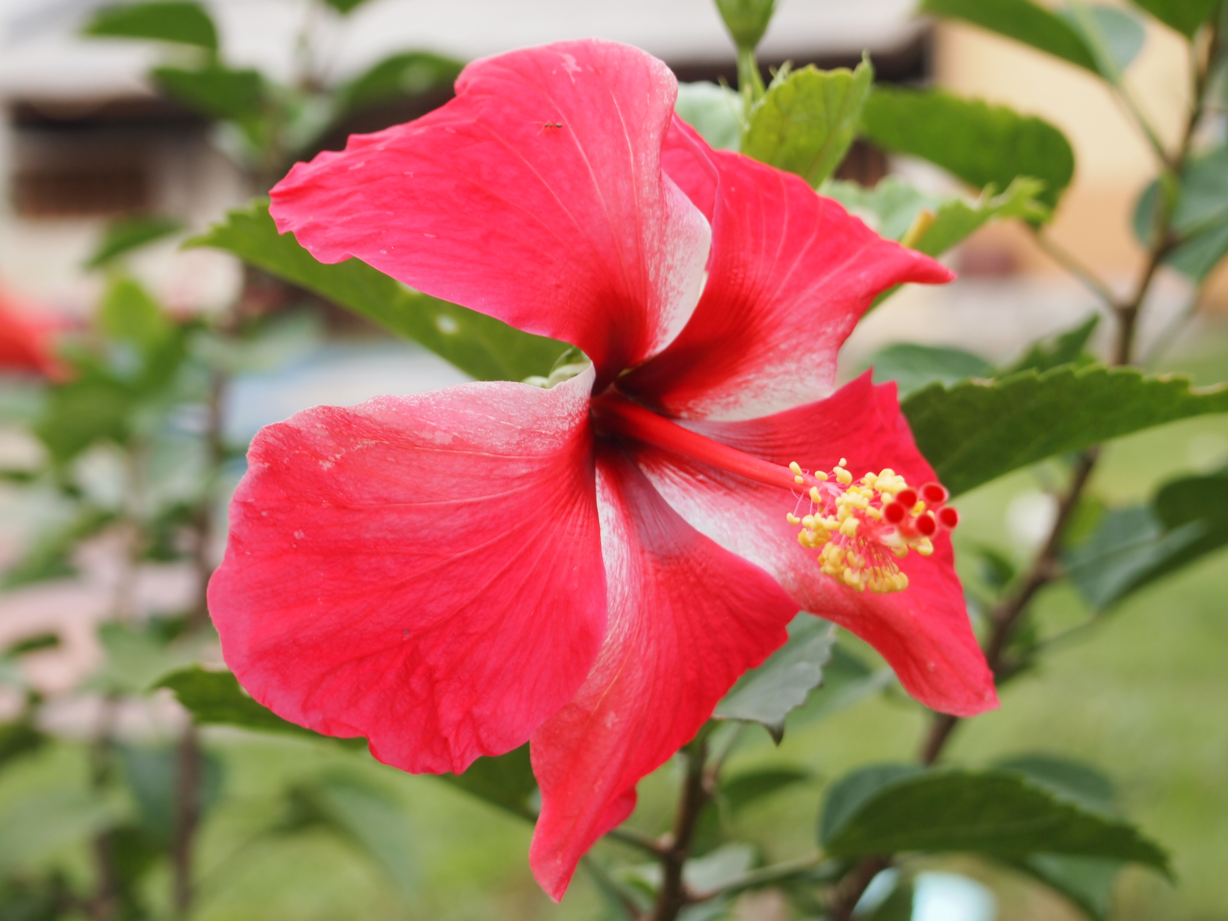 File Bunga Raya Merah jpg Wikimedia Commons File Bunga Raya Merah jpg Wikimedia Commons