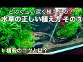 [最も人気のある！] 金魚 水草 の 植え 方 299093