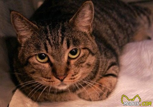 怎么确认流浪猫是否正常 萌狗网移动版