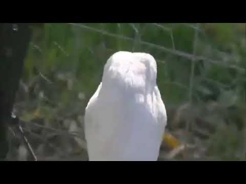 The Best 11 Duck With Knife Meme Png